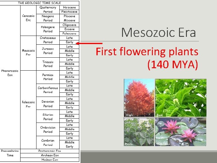 Mesozoic Era First flowering plants (140 MYA) 