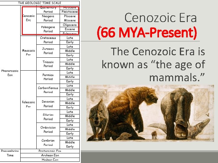 Cenozoic Era (66 MYA-Present) The Cenozoic Era is known as “the age of mammals.