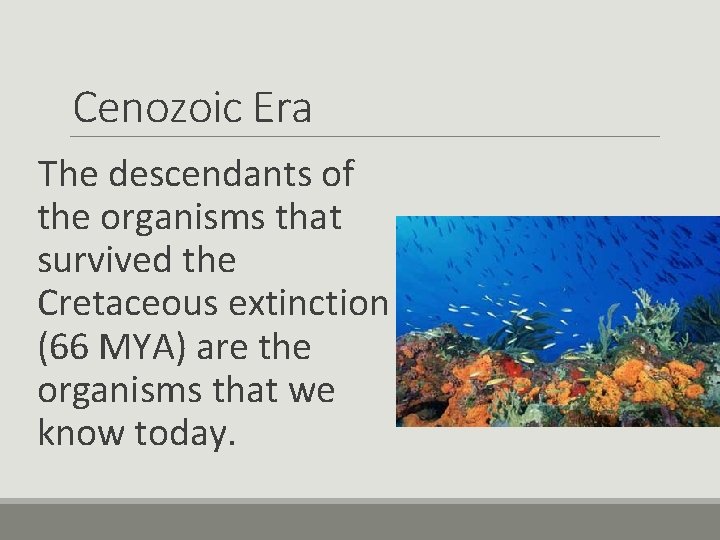 Cenozoic Era The descendants of the organisms that survived the Cretaceous extinction (66 MYA)