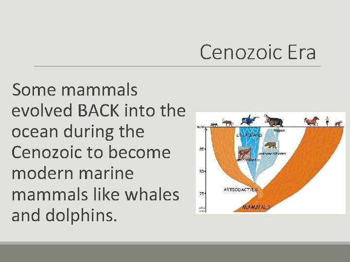 Cenozoic Era Some mammals evolved BACK into the ocean during the Cenozoic to become