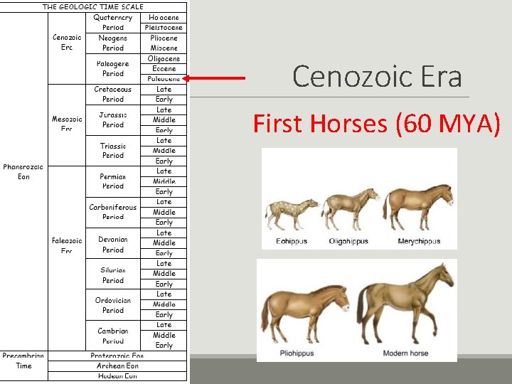 Cenozoic Era First Horses (60 MYA) 