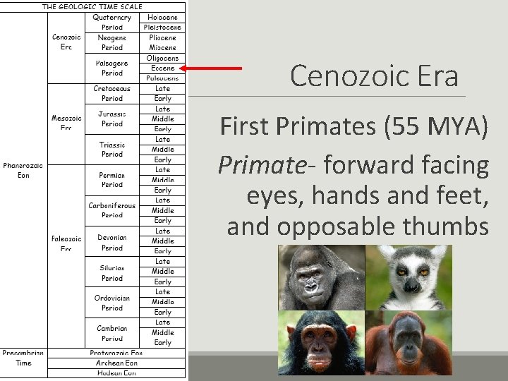 Cenozoic Era First Primates (55 MYA) Primate- forward facing eyes, hands and feet, and