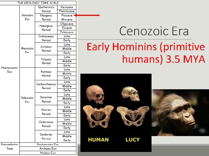 Cenozoic Era Early Hominins (primitive humans) 3. 5 MYA 