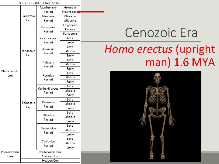 Cenozoic Era Homo erectus (upright man) 1. 6 MYA 