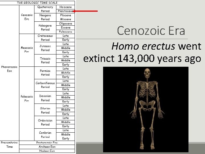 Cenozoic Era Homo erectus went extinct 143, 000 years ago 