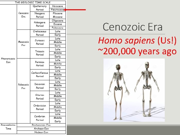 Cenozoic Era Homo sapiens (Us!) ~200, 000 years ago 