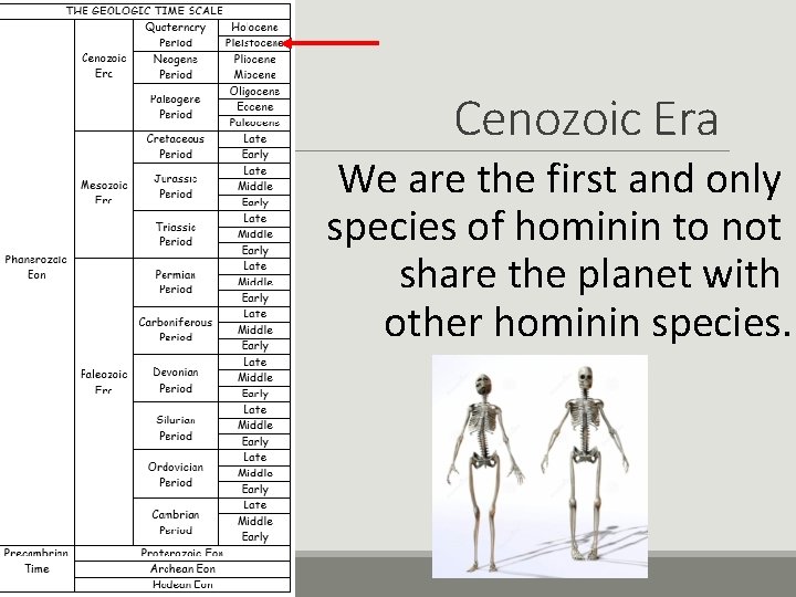 Cenozoic Era We are the first and only species of hominin to not share