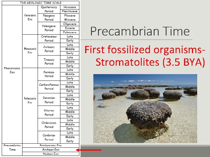 Precambrian Time First fossilized organisms. Stromatolites (3. 5 BYA) 