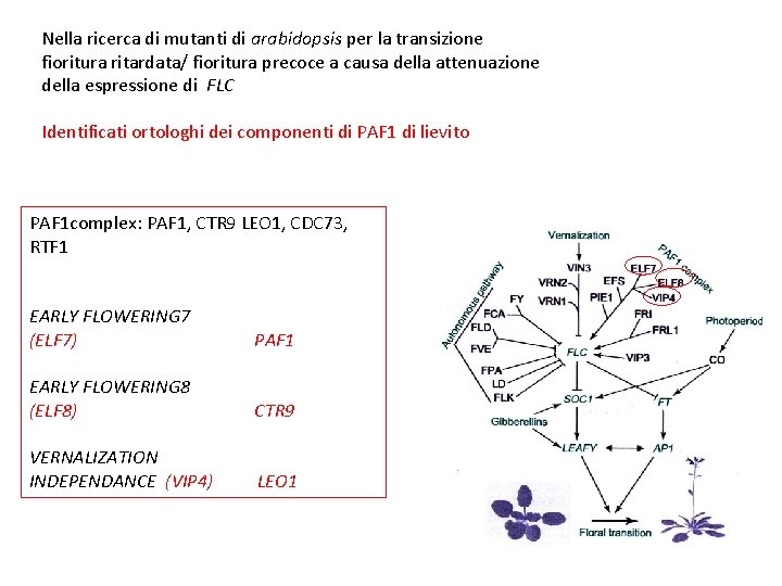 Nella ricerca di mutanti di arabidopsis per la transizione fioritura ritardata/ fioritura precoce a