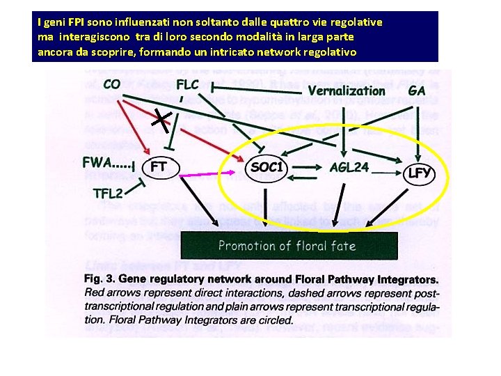 I geni FPI sono influenzati non soltanto dalle quattro vie regolative ma interagiscono tra