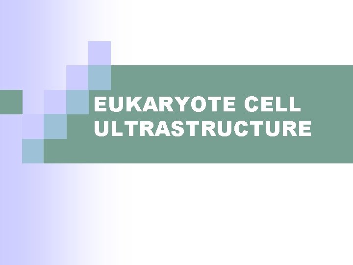 EUKARYOTE CELL ULTRASTRUCTURE 