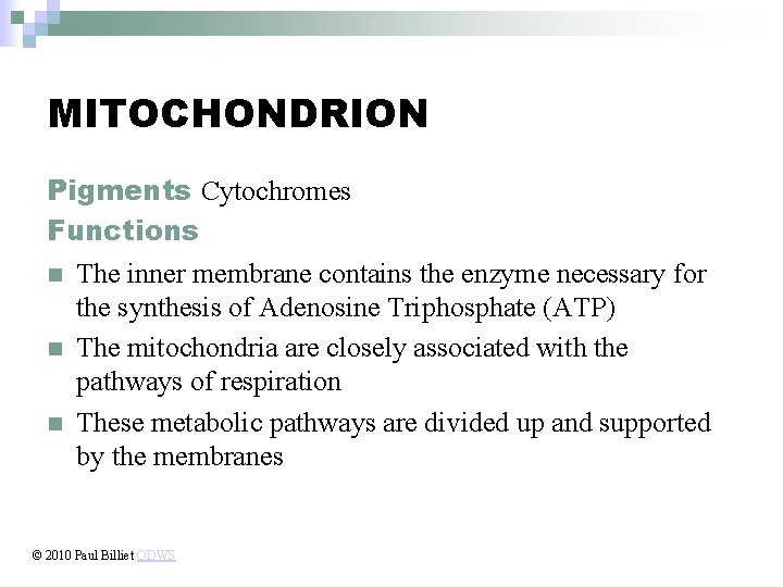 MITOCHONDRION Pigments Cytochromes Functions n The inner membrane contains the enzyme necessary for the