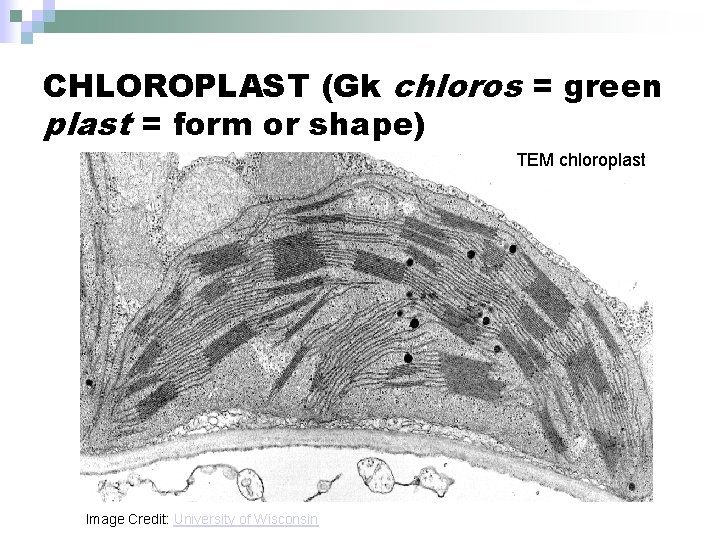 CHLOROPLAST (Gk chloros = green plast = form or shape) TEM chloroplast Image Credit: