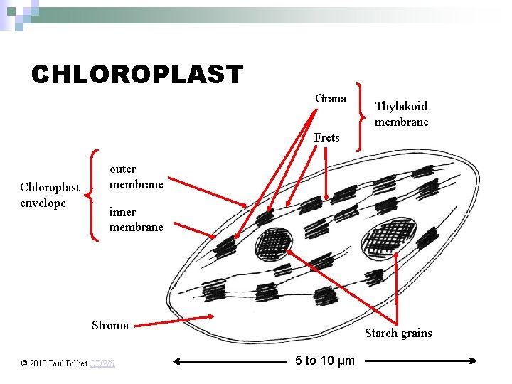 CHLOROPLAST Grana Thylakoid membrane Frets Chloroplast envelope outer membrane inner membrane Stroma © 2010