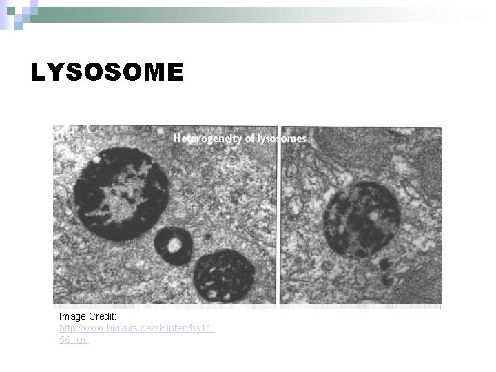 LYSOSOME Image Credit: http: //www. biokurs. de/skripten/bs 1156. htm 