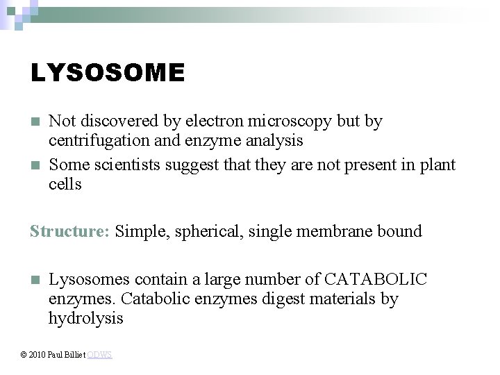 LYSOSOME n n Not discovered by electron microscopy but by centrifugation and enzyme analysis