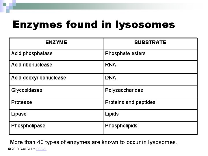 Enzymes found in lysosomes ENZYME SUBSTRATE Acid phosphatase Phosphate esters Acid ribonuclease RNA Acid