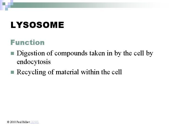 LYSOSOME Function n Digestion of compounds taken in by the cell by endocytosis n