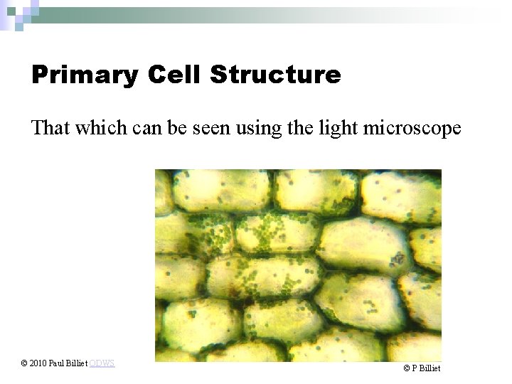 Primary Cell Structure That which can be seen using the light microscope © 2010
