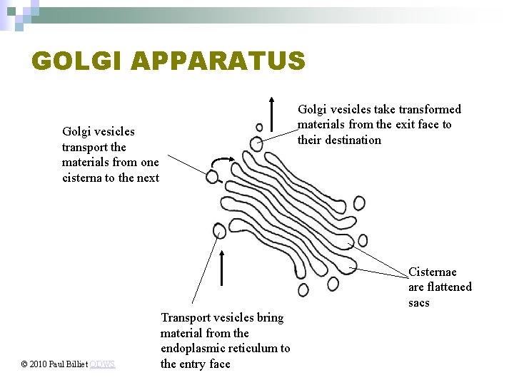GOLGI APPARATUS Golgi vesicles take transformed materials from the exit face to their destination