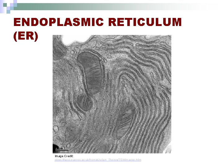 ENDOPLASMIC RETICULUM (ER) Image Credit: www. lifesci. sussex. ac. uk/home/Julian_Thorpe/TEMimages. htm 