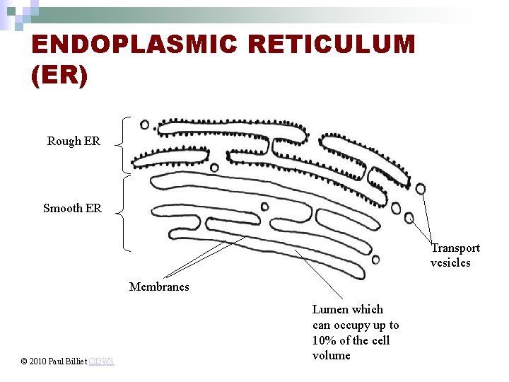 ENDOPLASMIC RETICULUM (ER) Rough ER Smooth ER Transport vesicles Membranes © 2010 Paul Billiet