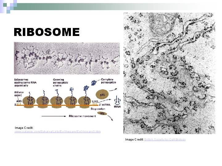 RIBOSOME Image Credit: www. palaeos. com/Eukarya/Lists/Eu. Glossary. S. htm Image Credit: British Society for