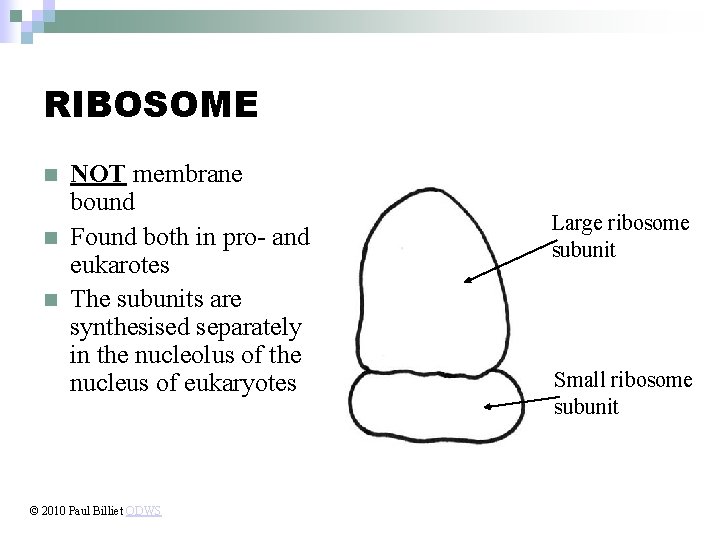 RIBOSOME n n n NOT membrane bound Found both in pro- and eukarotes The