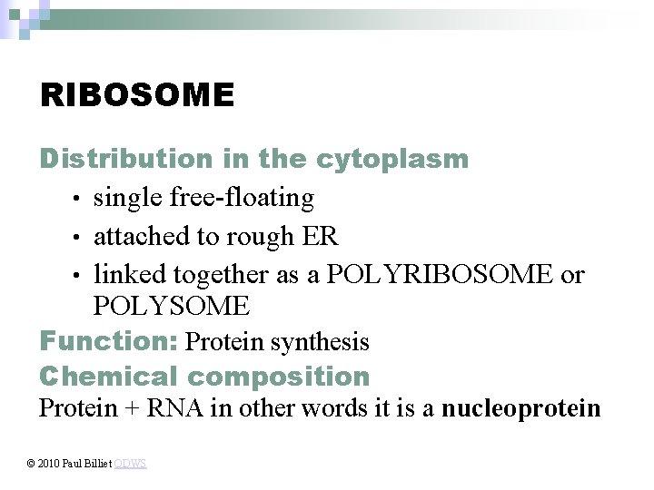 RIBOSOME Distribution in the cytoplasm single free-floating • attached to rough ER • linked