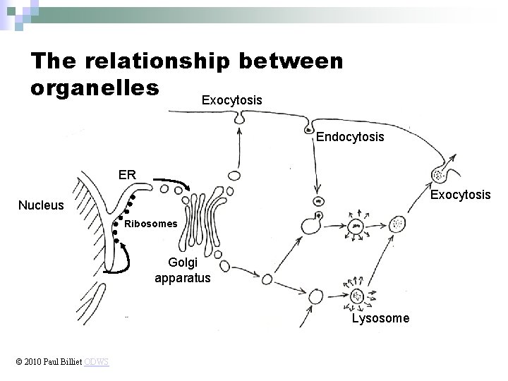 The relationship between organelles Exocytosis Endocytosis ER Exocytosis Nucleus Ribosomes Golgi apparatus Lysosome ©
