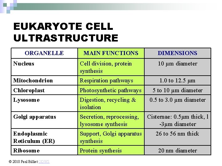 EUKARYOTE CELL ULTRASTRUCTURE ORGANELLE MAIN FUNCTIONS DIMENSIONS Nucleus Cell division, protein synthesis 10 µm