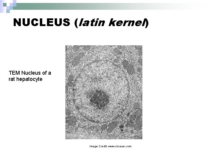NUCLEUS (latin kernel) TEM Nucleus of a rat hepatocyte Image Credit: www. sinauer. com