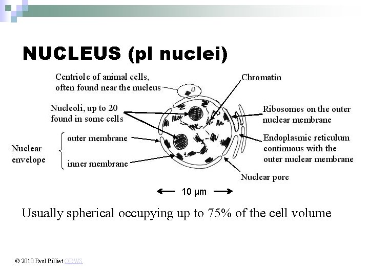 NUCLEUS (pl nuclei) 10 µm Usually spherical occupying up to 75% of the cell
