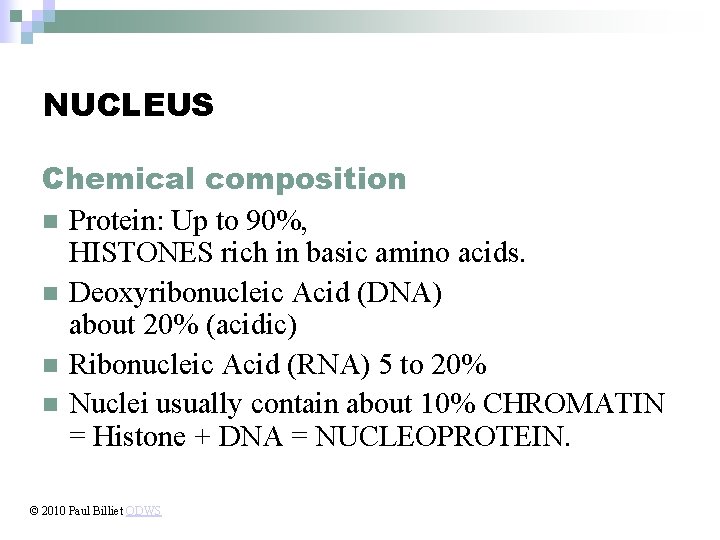 NUCLEUS Chemical composition n Protein: Up to 90%, HISTONES rich in basic amino acids.