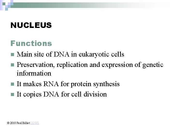 NUCLEUS Functions n n Main site of DNA in eukaryotic cells Preservation, replication and