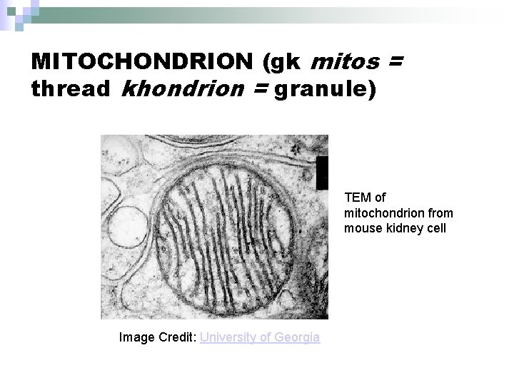 MITOCHONDRION (gk mitos = thread khondrion = granule) TEM of mitochondrion from mouse kidney