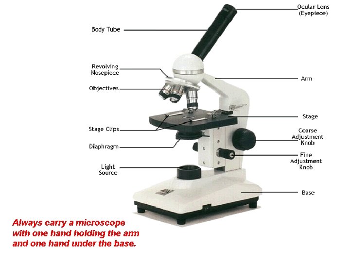 Always carry a microscope with one hand holding the arm and one hand under