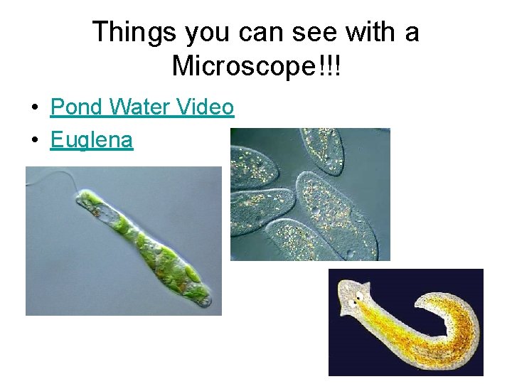 Things you can see with a Microscope!!! • Pond Water Video • Euglena 