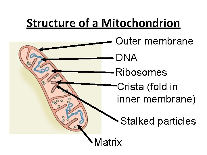 Structure of a Mitochondrion Outer membrane DNA Ribosomes Crista (fold in inner membrane) Stalked