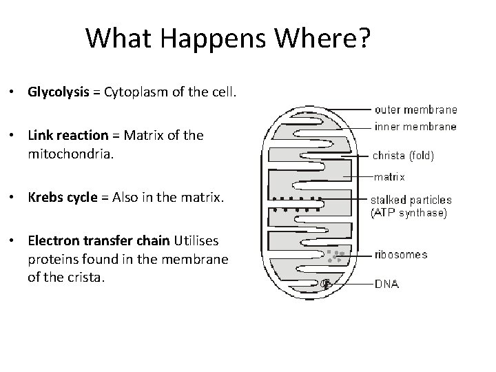 What Happens Where? • Glycolysis = Cytoplasm of the cell. • Link reaction =