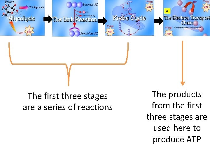 The first three stages are a series of reactions The products from the first