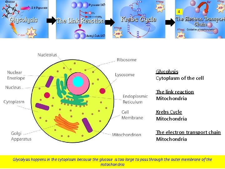 Glycolysis Cytoplasm of the cell The link reaction Mitochondria Krebs Cycle Mitochondria The electron