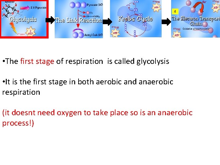  • The first stage of respiration is called glycolysis • It is the