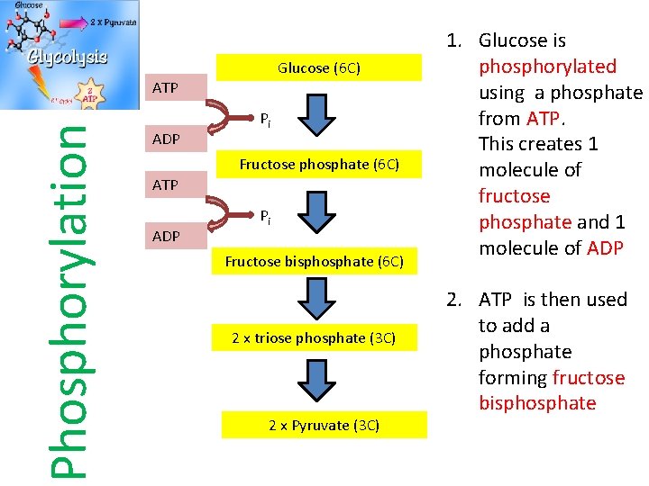 Glucose (6 C) Phosphorylation ATP ADP Pi Fructose phosphate (6 C) ATP ADP Pi