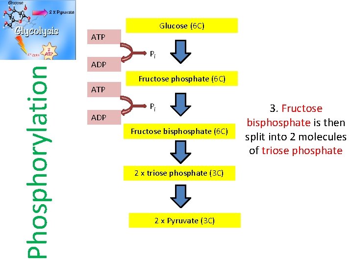 Glucose (6 C) Phosphorylation ATP ADP Pi Fructose phosphate (6 C) ATP ADP Pi