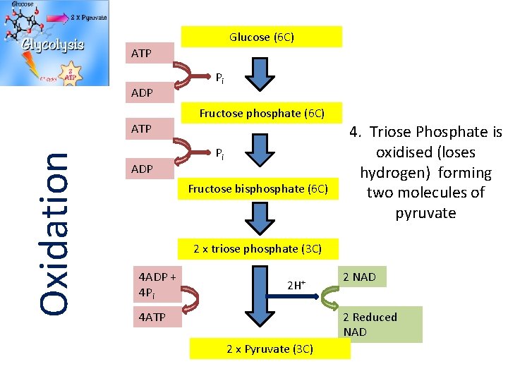 Glucose (6 C) ATP ADP Pi Fructose phosphate (6 C) Oxidation ATP ADP Pi