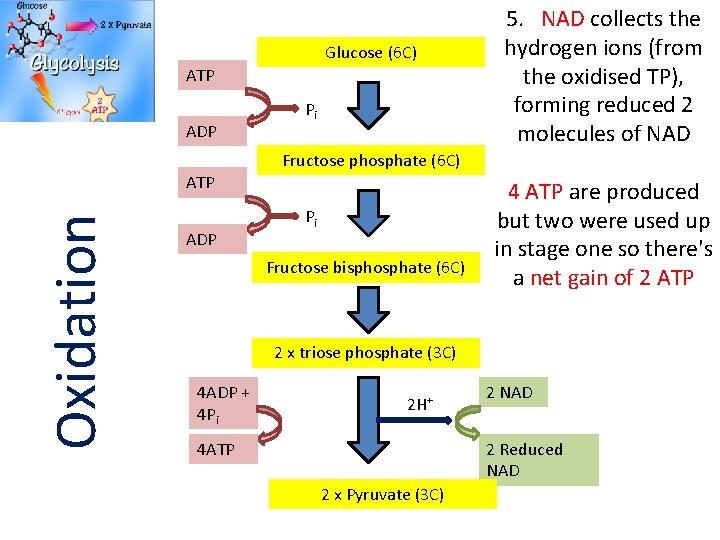 Glucose (6 C) ATP ADP Pi 5. NAD collects the hydrogen ions (from the