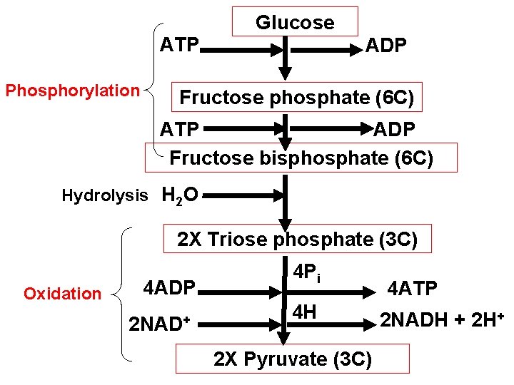 Glucose ATP Phosphorylation ADP Fructose phosphate (6 C) ADP ATP Fructose bisphosphate (6 C)