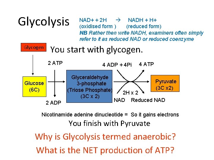 Glycolysis Glycogen NAD+ + 2 H NADH + H+ (oxidised form ) (reduced form)