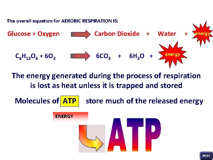 The overall equation for AEROBIC RESPIRATION IS: Glucose + Oxygen C 6 H 12